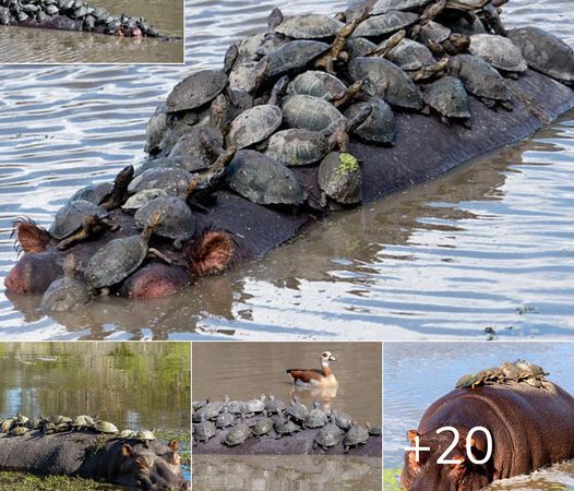 Astonishing Sight as Over 30 Turtles Climb onto the Back of a Hippo in a River