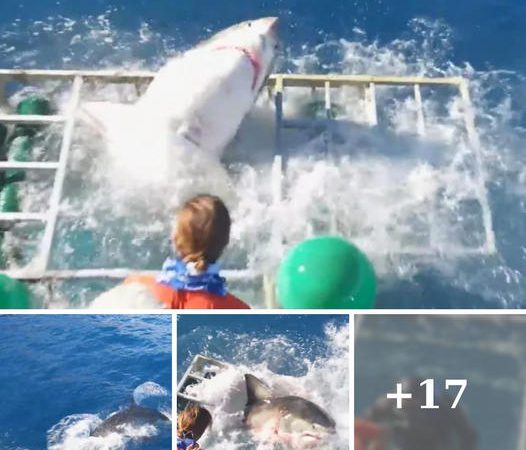 Narrow Escape: Diver Survives Encounter with 13ft Great White Shark Bursting Through Shark-Proof Cage