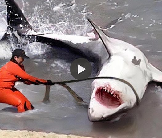 A Heartwarming Act of Kindness: When a Man Saved a Stranded Giant Shark